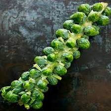 Brussel Sprouts