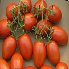 Tomatoes